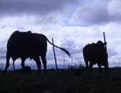 Beeste vir 'n beesboer